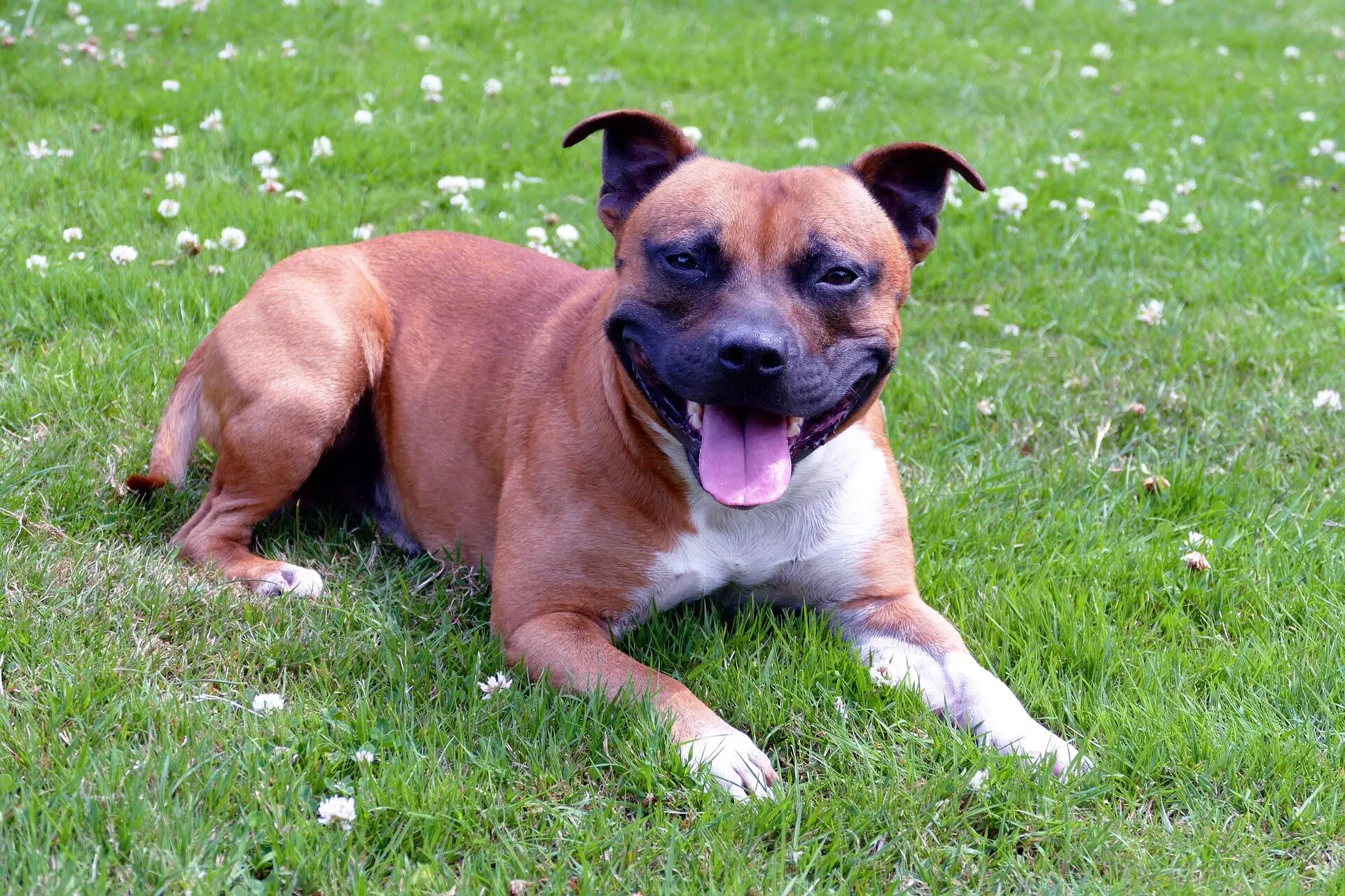 Perro de raza Staffordshire bull terrier - Sputnik Mundo, 1920, 18.06.2021
