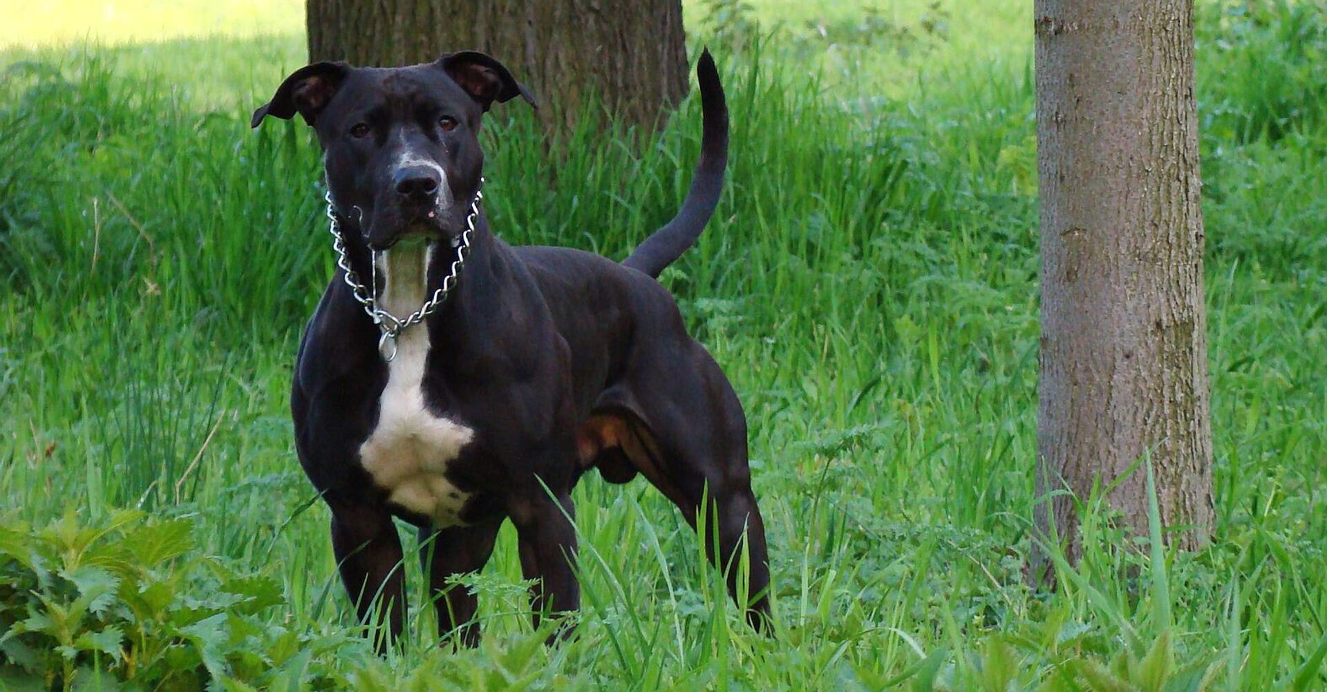 Perro de raza American Staffordshire Terrier - Sputnik Mundo, 1920, 18.06.2021