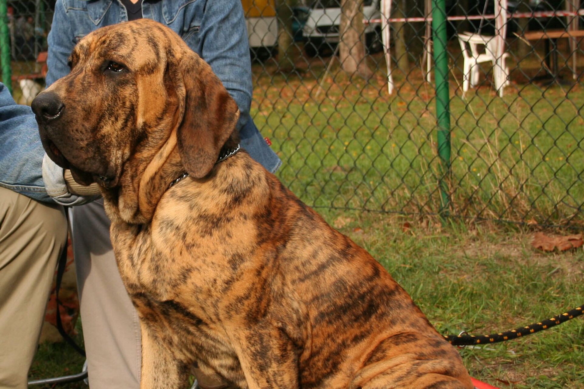 Un fila brasileño - Sputnik Mundo, 1920, 18.06.2021