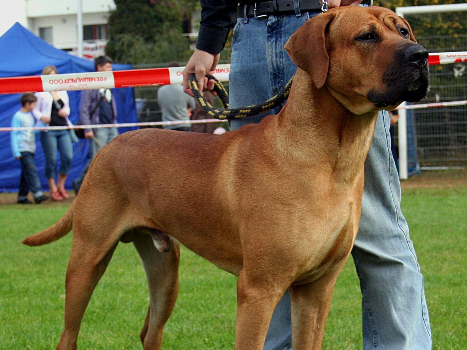 Perro de raza Tosa inu - Sputnik Mundo, 1920, 18.06.2021