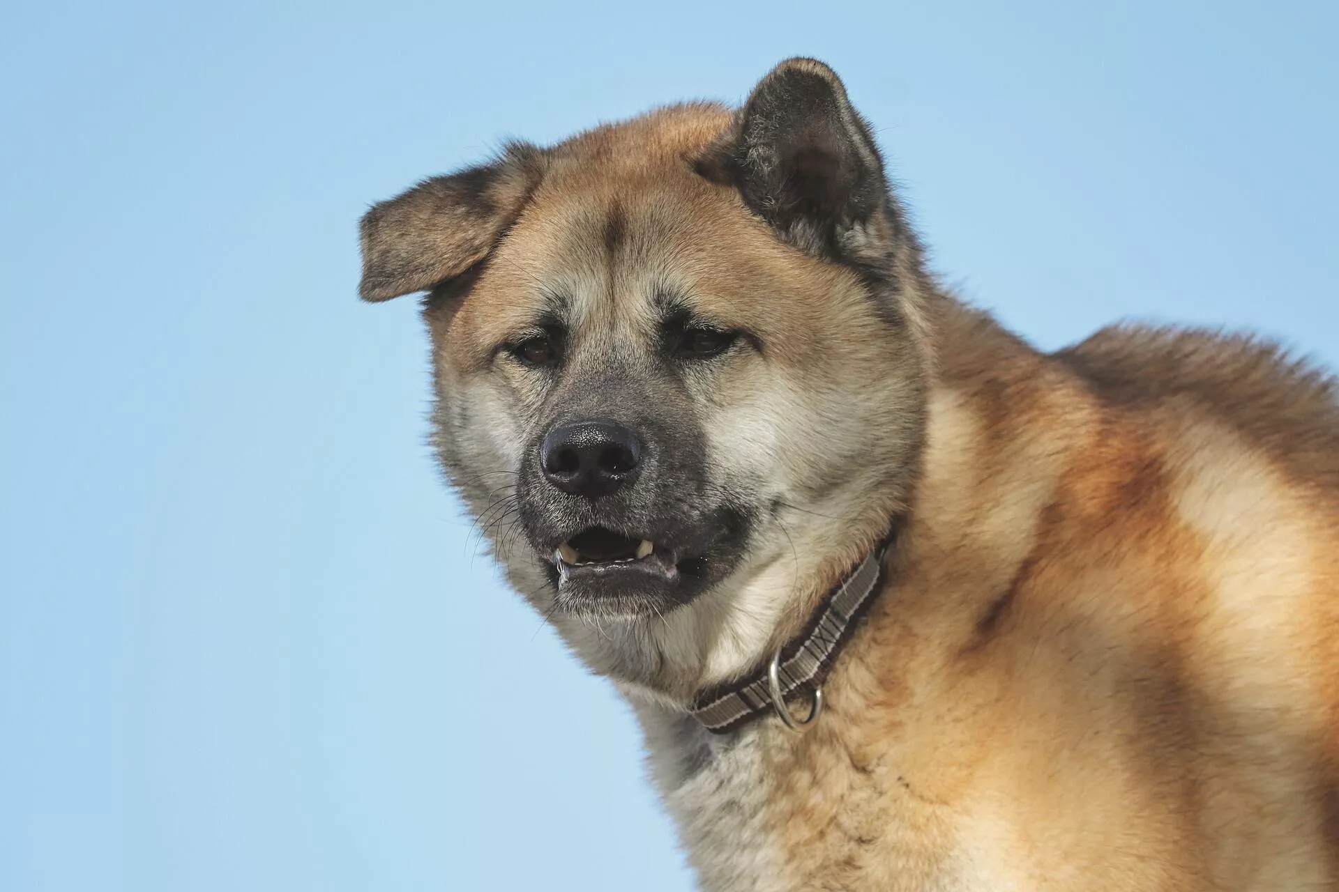 Un akita inu - Sputnik Mundo, 1920, 18.06.2021