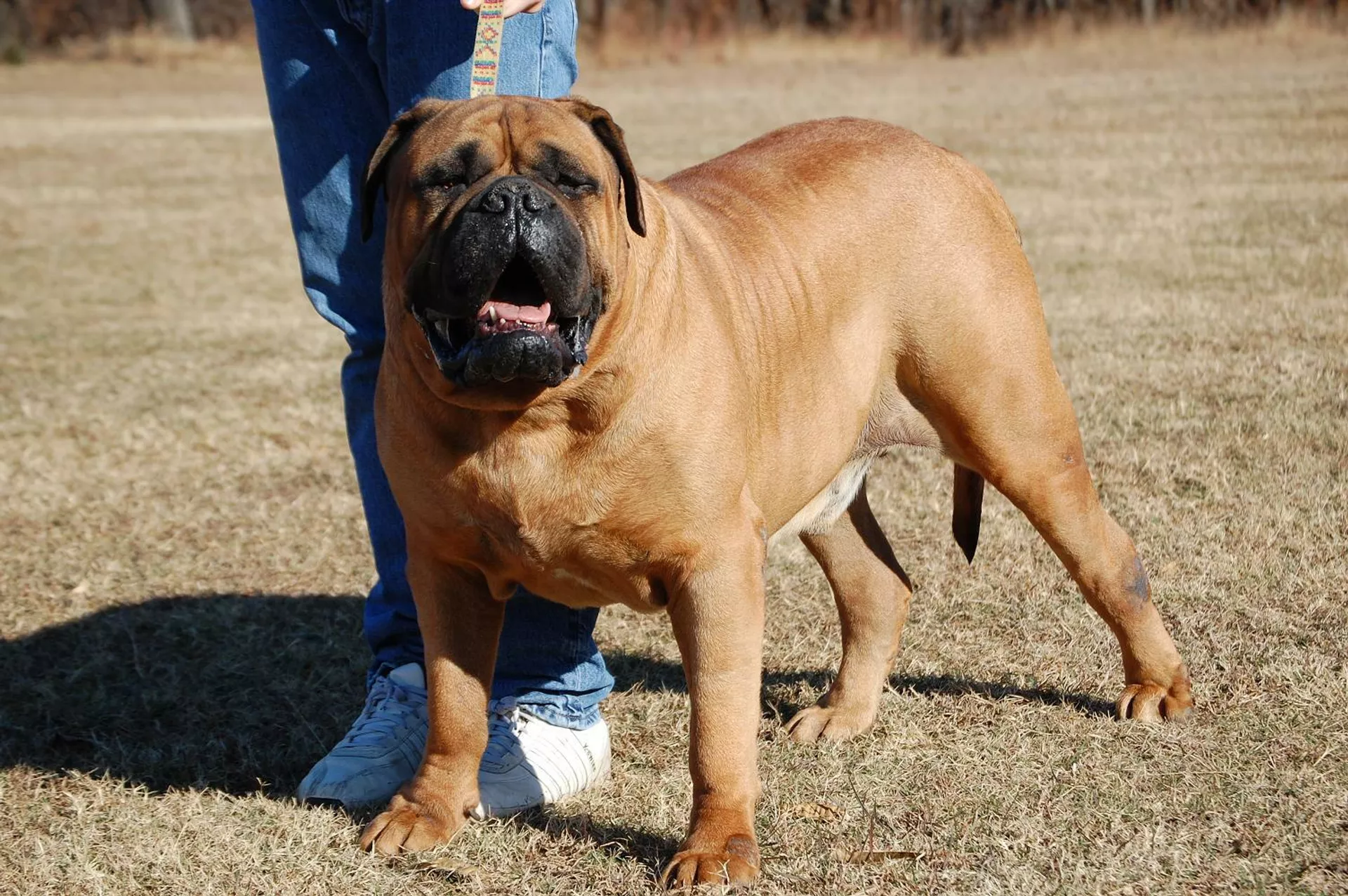 Un bullmastiff - Sputnik Mundo, 1920, 18.06.2021