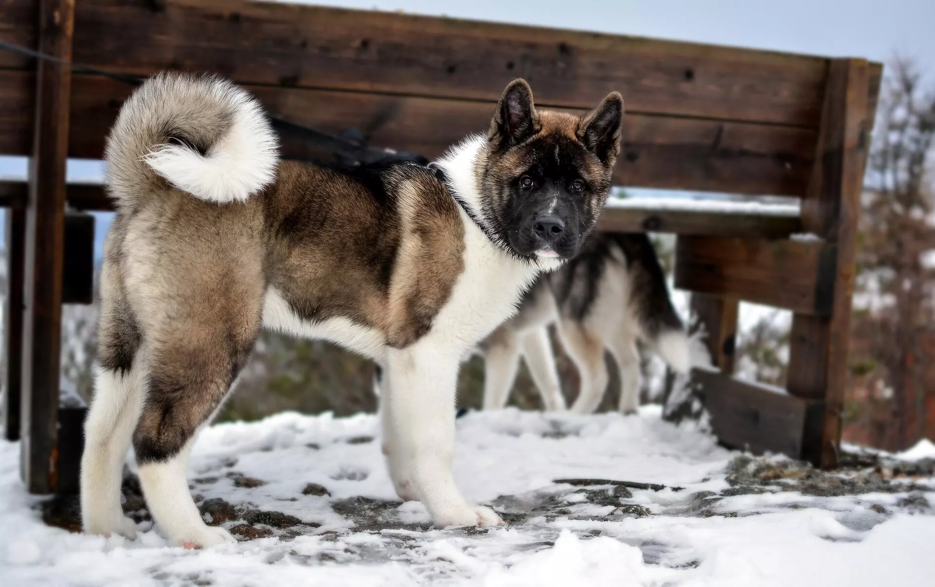Akita americano o Gran Perro Japonés - Sputnik Mundo, 1920, 18.06.2021