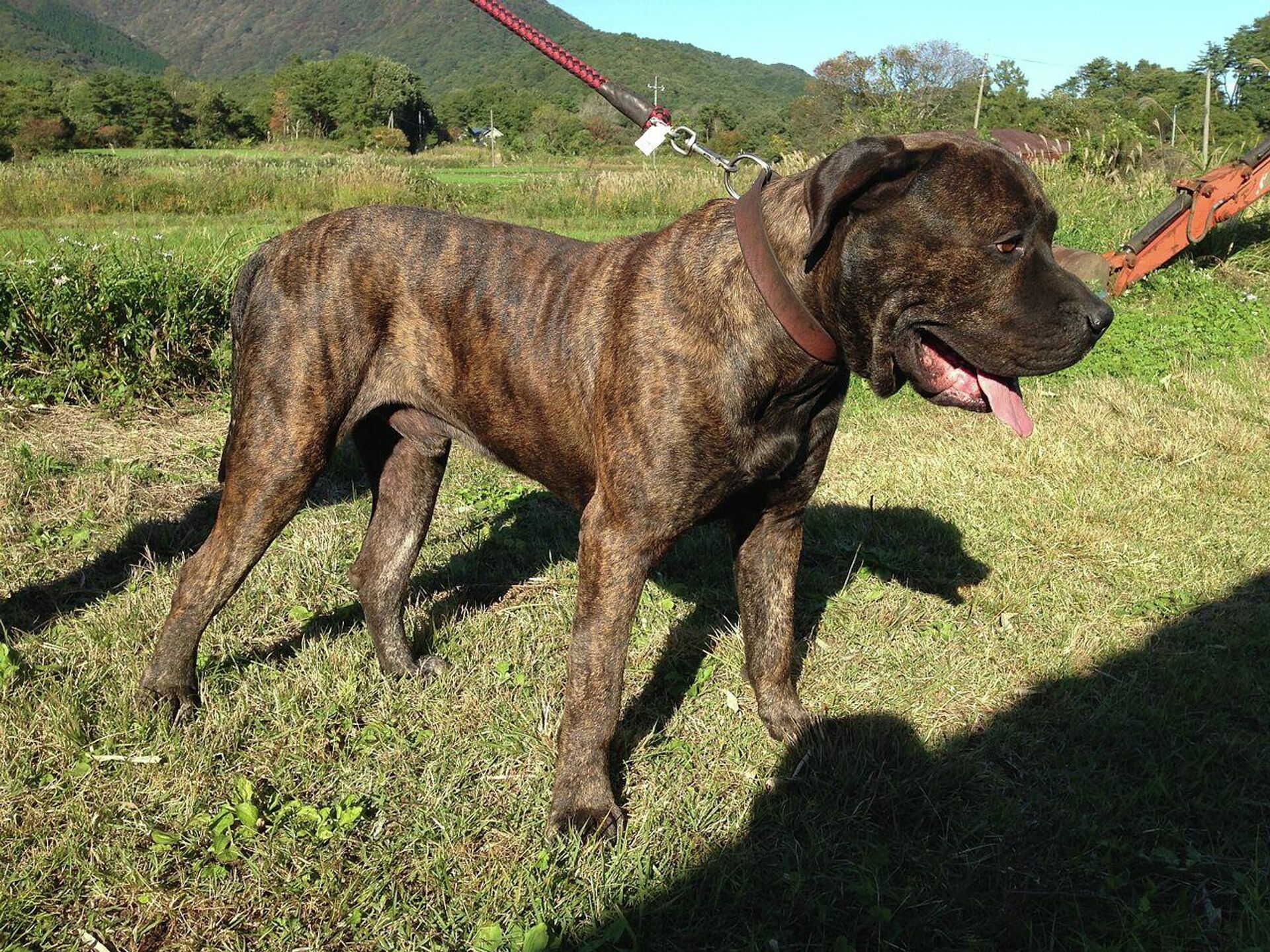 Perro de presa canario - Sputnik Mundo, 1920, 18.06.2021