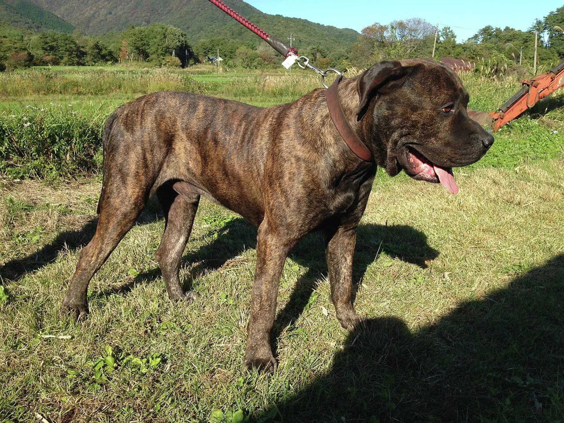 Perro de presa canario - Sputnik Mundo, 1920, 18.06.2021