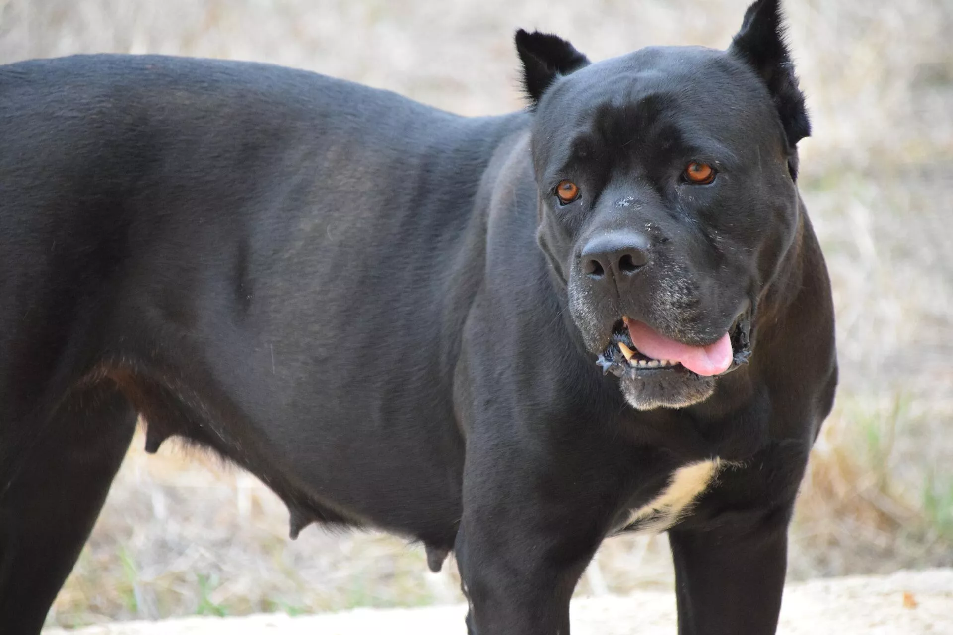 Cane corso o mastín italiano - Sputnik Mundo, 1920, 18.06.2021
