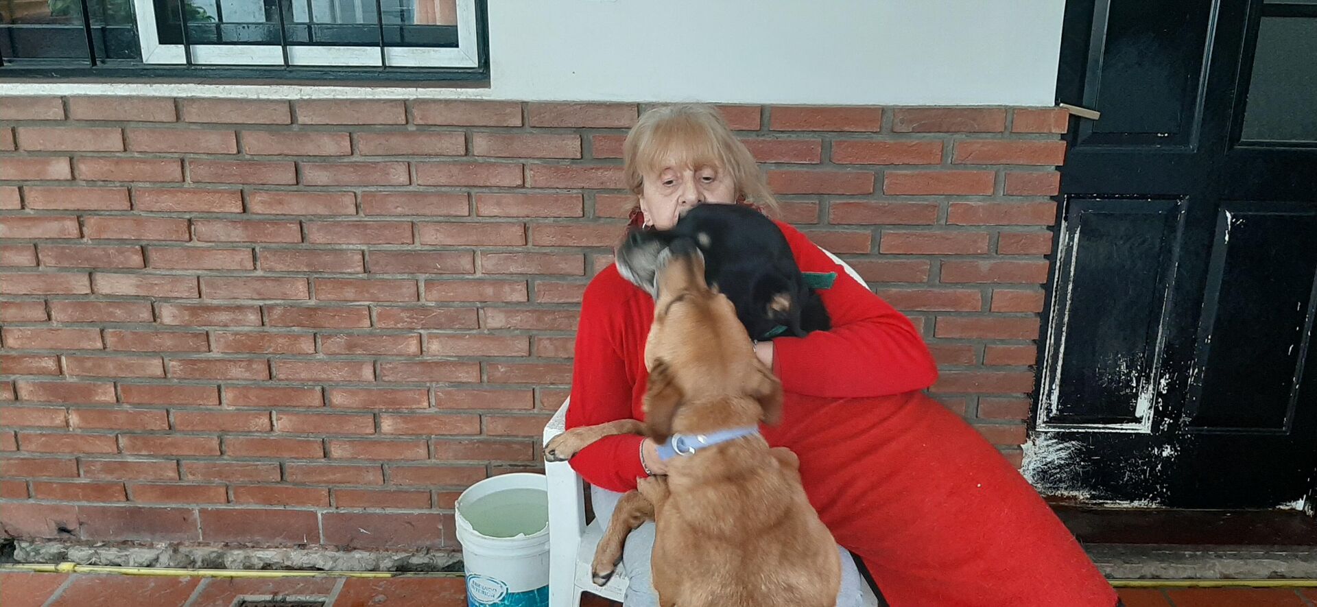 Adriana Lombardo con sus perros - Sputnik Mundo, 1920, 18.06.2021