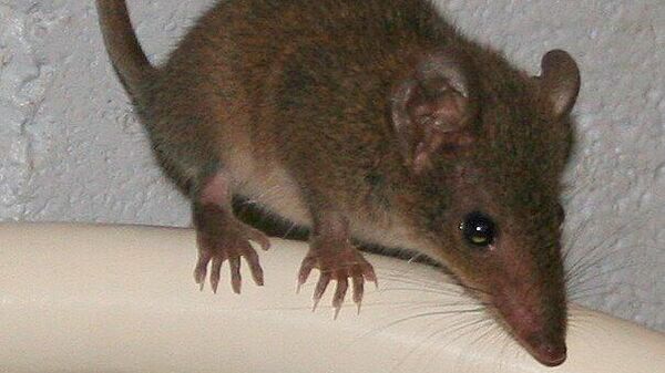 Antechinus stuartii - Sputnik Mundo