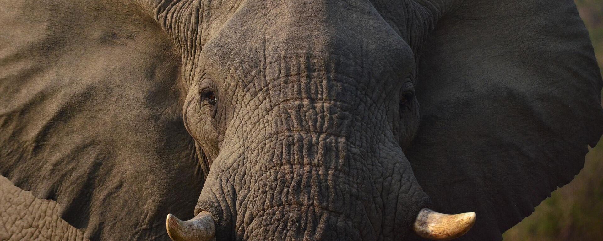Un elefante Un elefante - Sputnik Mundo, 1920, 12.04.2022