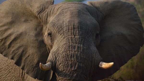 Un elefante - Sputnik Mundo