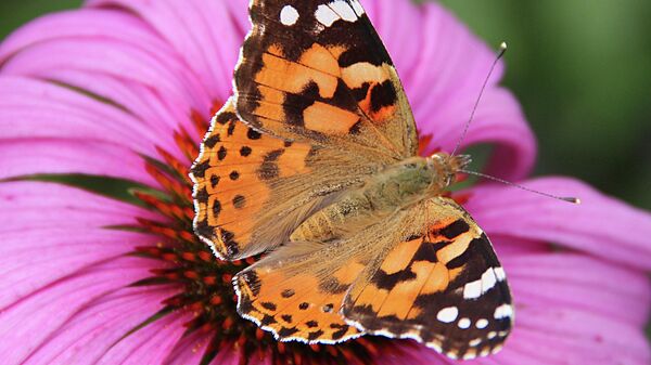  Vanesa de los cardos (Vanessa cardui) polinizando una flor cónica púrpura (Echinacea purpurea) - Sputnik Mundo
