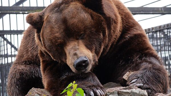 Un oso pardo  - Sputnik Mundo