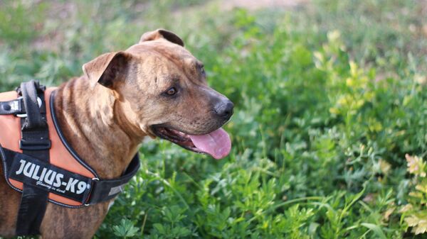 Raza de perro american stanford - Sputnik Mundo