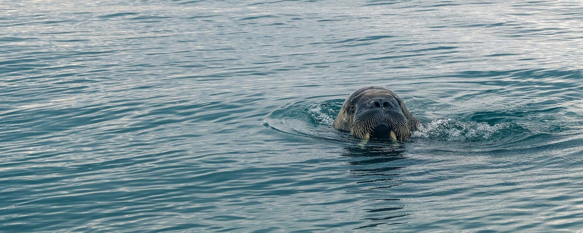 Una morsa (imagen referencial) - Sputnik Mundo, 1920, 27.06.2021
