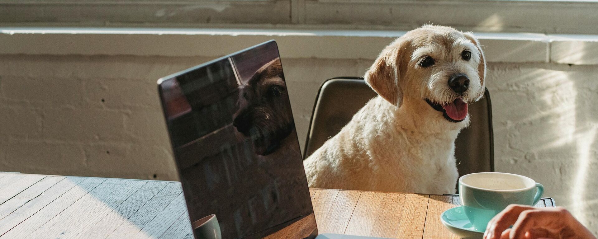 Un perro en la oficina, ilustración - Sputnik Mundo, 1920, 30.06.2021