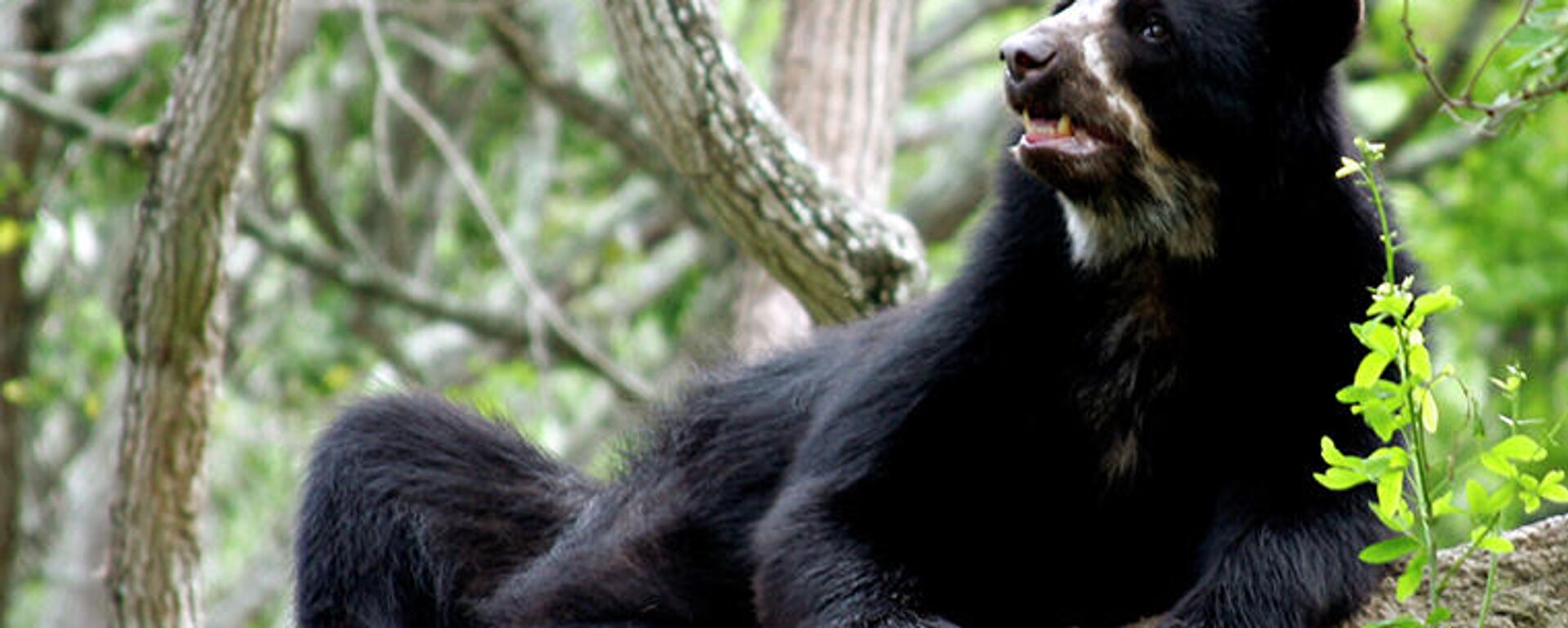 Oso frontino (oso de anteojos, andino, suramericano, ucumari o jukumari) - Sputnik Mundo, 1920, 01.07.2021