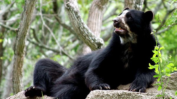 Oso frontino (oso de anteojos, andino, suramericano, ucumari o jukumari) - Sputnik Mundo