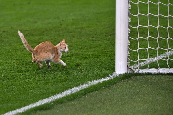 Un gato interrumpe un partido entre el Milán y la Juventus en Turín. - Sputnik Mundo
