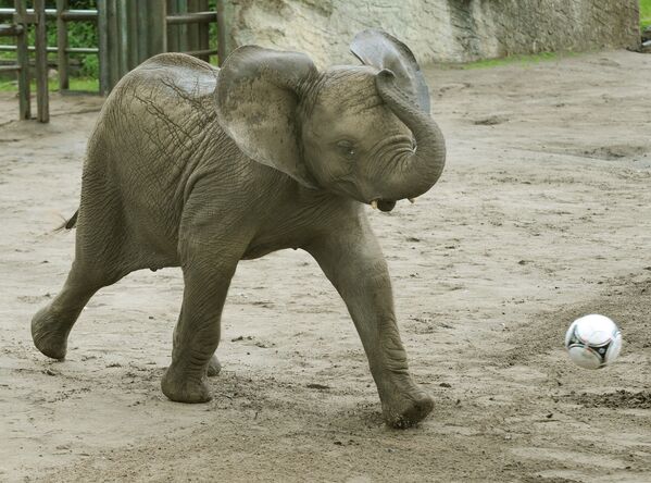 Una cría de elefante, a punto de marcar un gol en el zoológico Serengeti-Park, en Alemania. - Sputnik Mundo