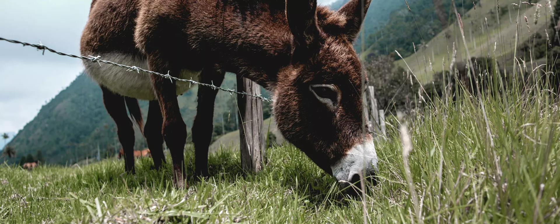 Un burro en el valle de Cócora, departamento de Quindío Un burro en el valle de Cócora, departamento de Quindío - Sputnik Mundo, 1920, 01.07.2021