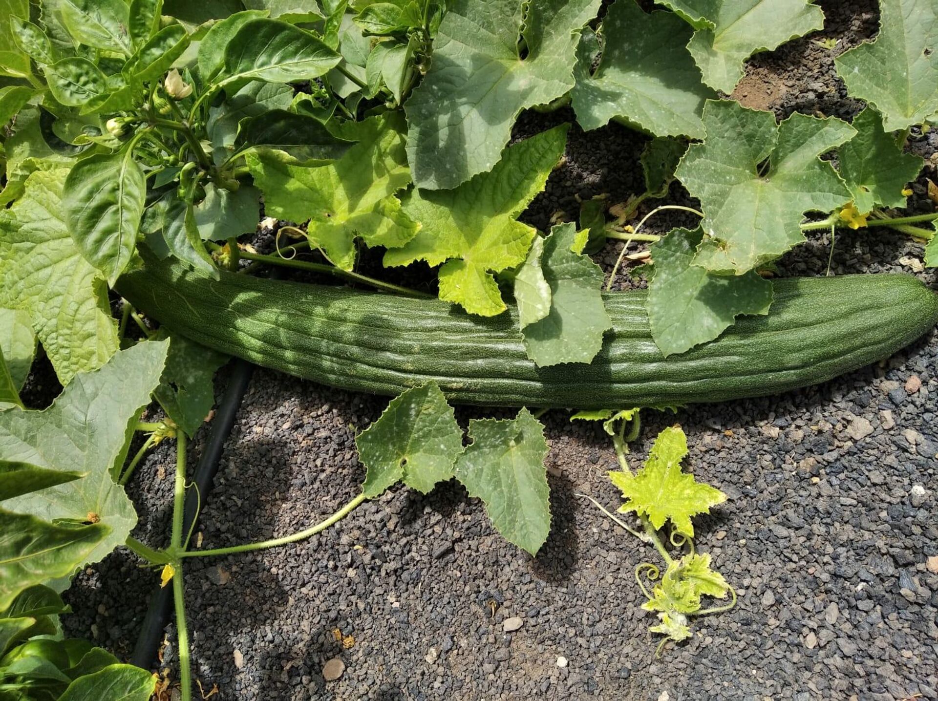 Ocho kilos y un metro: así es el pepino cultivado en Lanzarote - Sputnik Mundo, 1920, 02.07.2021