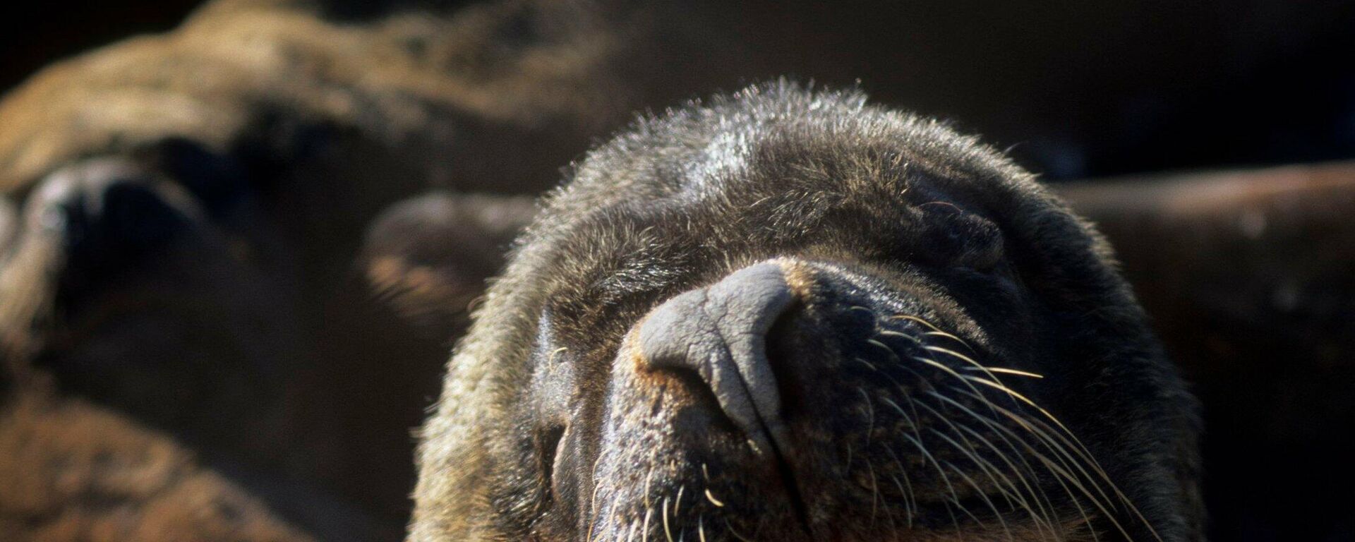 Un lobo marino - Sputnik Mundo, 1920, 03.07.2021