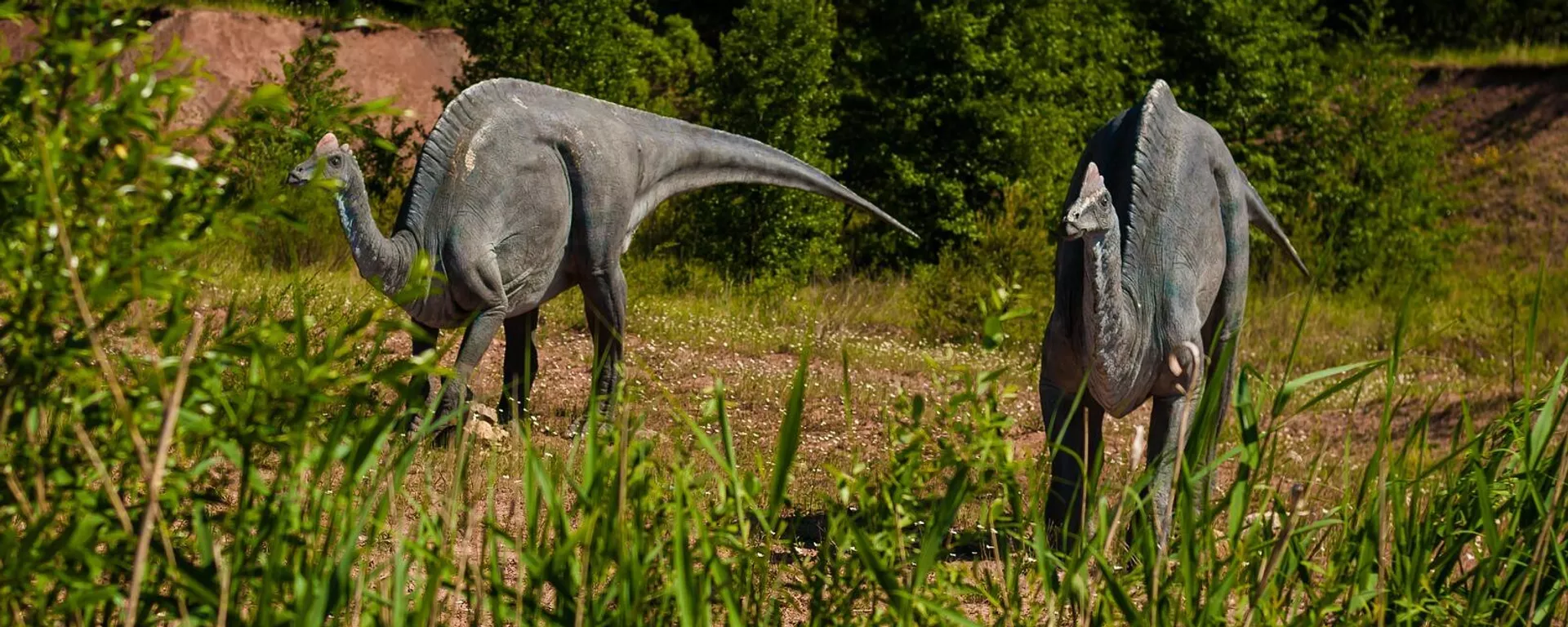 Corythosaurus (imagen referencial) - Sputnik Mundo, 1920, 08.07.2021