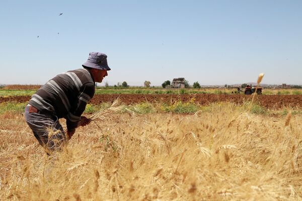 La cosecha de trigo en Siria - Sputnik Mundo
