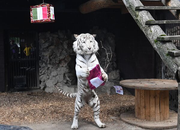 El tigre de Bengala apodado Jan, del mismo parque, ya pronosticó la victoria de los ingleses en el partido final de la Eurocopa.  - Sputnik Mundo