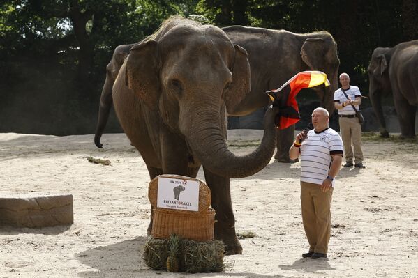 El favorito de la elefanta Yashoda, del zoo Tierpark Hagenbeck de Hamburgo, en un partido de octavos de final entre Alemania y el Reino Unido fue la selección alemana. No obstante, antes de este pronóstico fallido, Yashoda había acertado los resultados de tres partidos de Alemania en la Eurocopa 2020, aseguran los empleados del zoo.   - Sputnik Mundo