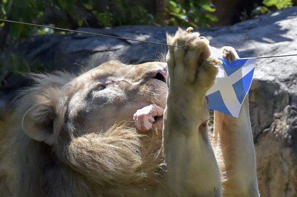 El león blanco de cinco años llamado Boy, del zoo Khon Kaen (Tailandia), pronosticó la victoria de Escocia en uno de los partidos de la fase de grupos. Se comió un pedazo de carne debajo de su bandera. Pero la selección escocesa no ganó en ningún partido de esta edición de la Eurocopa.   - Sputnik Mundo