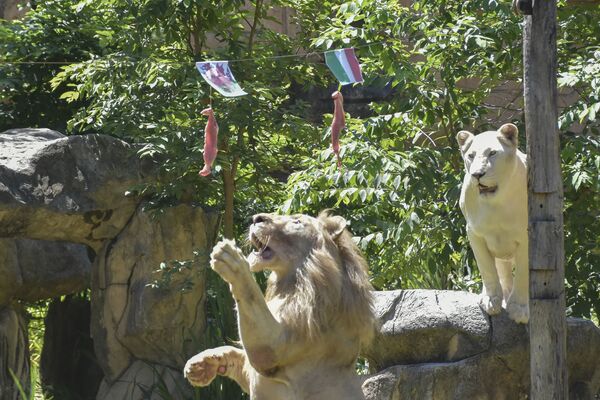 Antes del partido de la fase de grupos entre Italia y Gales, Boy también optó por la bandera del perdedor. Sin embargo, anteriormente el león había dado cuatro pronósticos correctos al augurar la victoria de Francia contra Alemania, del Reino Unido ante Croacia, de los Países Bajos ante Ucrania y de Portugal contra Hungría. - Sputnik Mundo