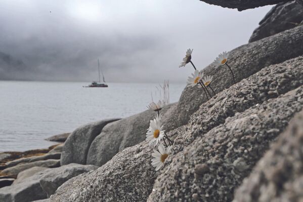 Las manzanillas de Chantar, de Evgueni Sazónov. Las ballenas de Groenlandia, orcas y belugas habitan en las aguas de las islas de Chantar, en el mar de Ojotsk. La temporada turística allí es muy corta y dura desde julio hasta finales de septiembre. - Sputnik Mundo