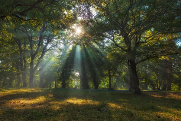 La foto Los rayos del sol en un parque por la mañana, de Alexandr Asedach, tomada a las afueras de Gelendzhik, a la orilla del mar Negro. - Sputnik Mundo