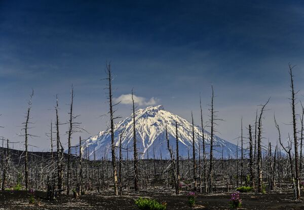 El volcán se eleva sobre sus 'víctimas'. El bosque arruinado está en silencio, de Pável Karasiov, muestra el volcán Tolbachik, ubicado en Kamchatka. El denominado bosque muerto es un territorio a las afueras del monte que ha estado cubierto de cenizas y lava desde la catastrófica erupción ocurrida en 1975. - Sputnik Mundo
