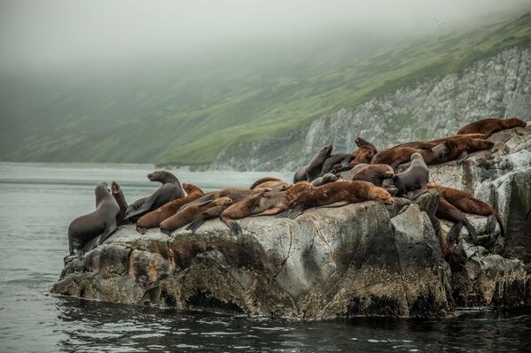 La divertida foto Los activistas de sillón, tomada por Stanislav Starovoitov en Kamchatka, en la costa del Pacífico. - Sputnik Mundo