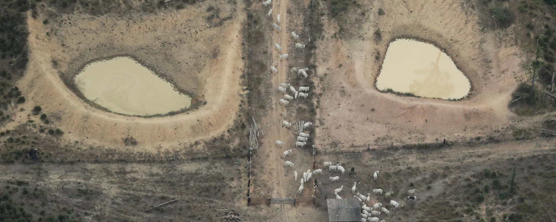 Una vista aérea muestra un ganado en una parcela deforestada amazónica cerca de Porto Velho, estado de Rondonia, Brasil, 14 de agosto de 2020/ Foto de archivo Una vista aérea muestra un ganado en una parcela deforestada amazónica cerca de Porto Velho, estado de Rondonia, Brasil, 14 de agosto de 2020/ Foto de archivo - Sputnik Mundo, 1920, 09.07.2021