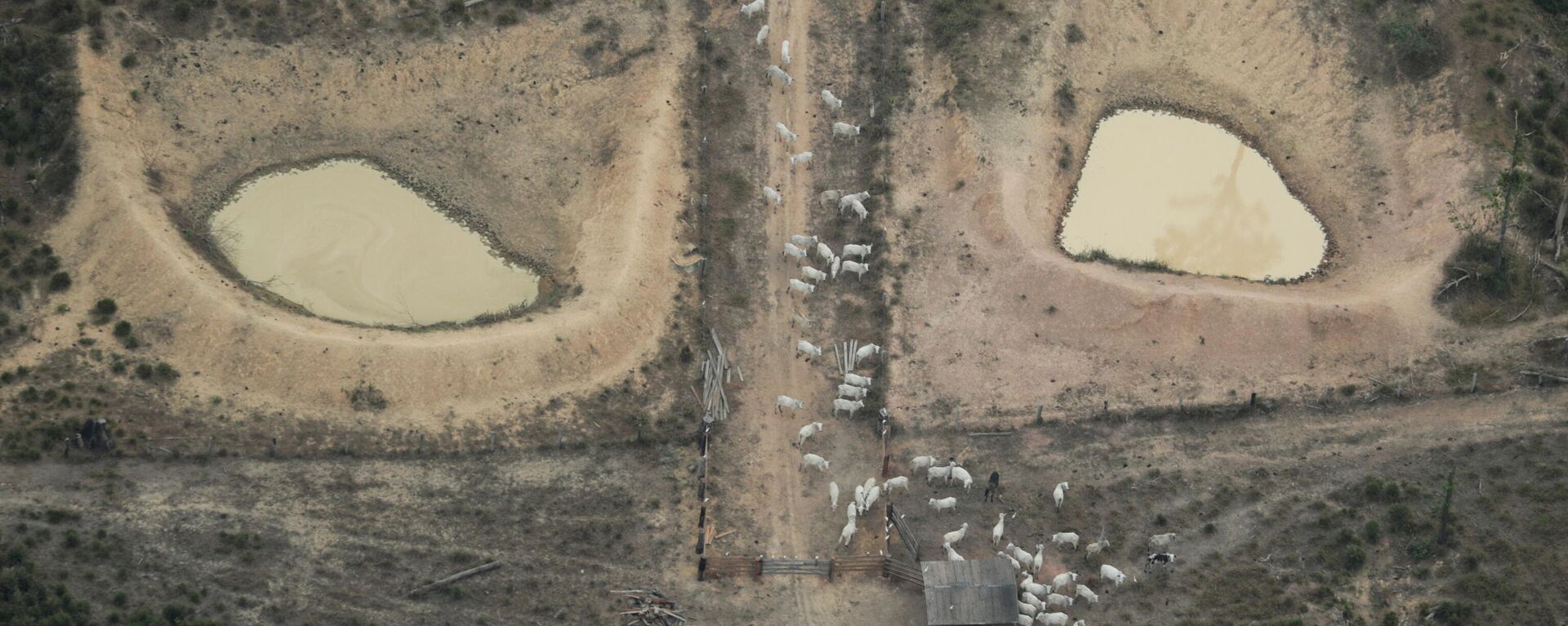 Una vista aérea muestra un ganado en una parcela deforestada amazónica cerca de Porto Velho, estado de Rondonia, Brasil, 14 de agosto de 2020/ Foto de archivo - Sputnik Mundo, 1920, 09.07.2021