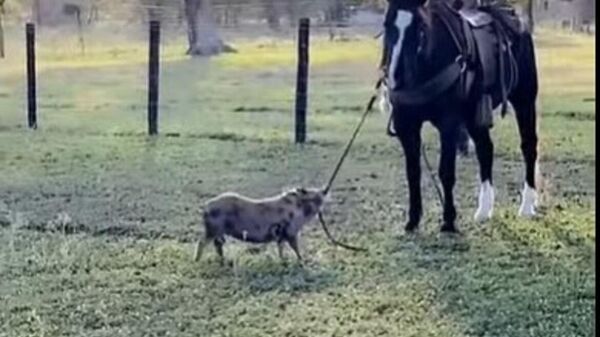 Un cerdito ladrón no se rinde ante nada con tal de robarse a un caballo  - Sputnik Mundo