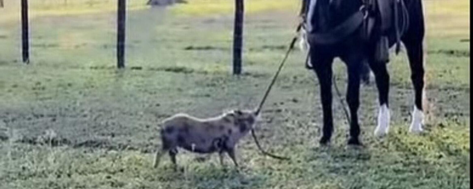 Un cerdito ladrón no se rinde ante nada con tal de robarse a un caballo Un cerdito ladrón no se rinde ante nada con tal de robarse a un caballo - Sputnik Mundo, 1920, 10.07.2021