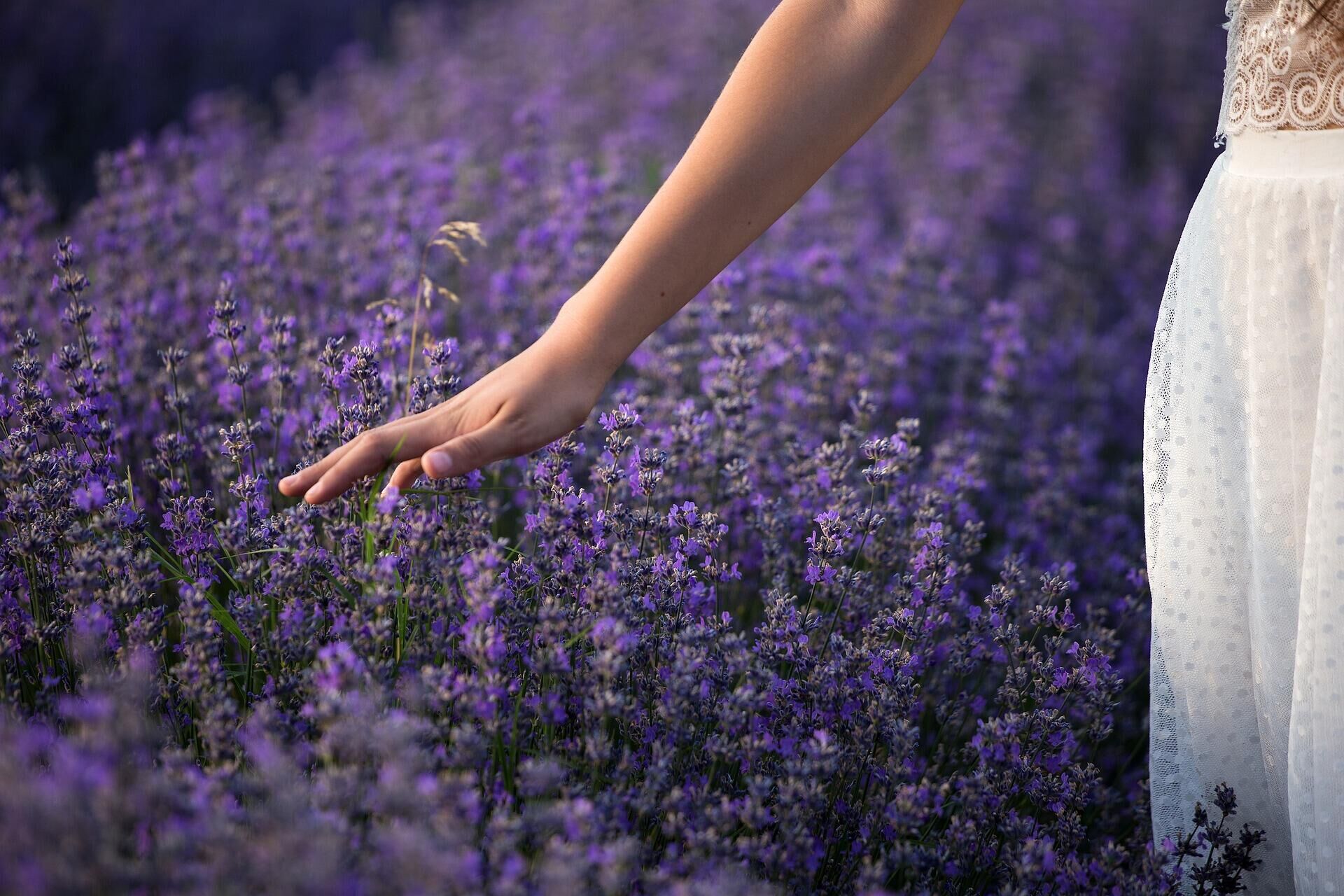 Un mujer tocando flores de lavanda - Sputnik Mundo, 1920, 19.07.2021