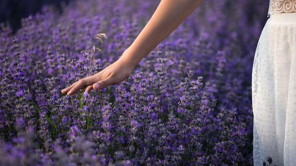 Un mujer tocando flores de lavanda - Sputnik Mundo