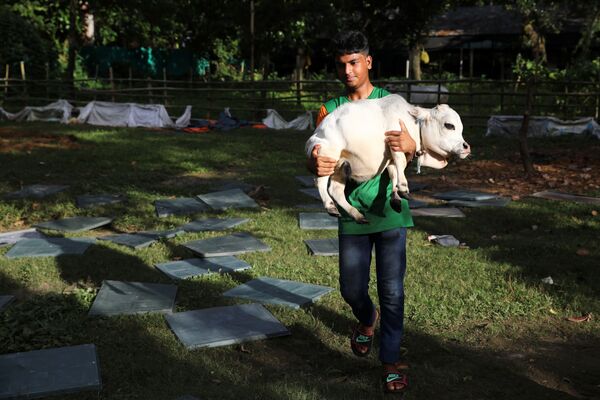 Con poco menos de dos años, Rani tiene dificultades para desplazarse, por lo que a menudo es cargada por su dueño. El animal, además, tiene miedo a las otras vacas en la granja donde vive, por lo que se la mantiene separada del resto del rebaño. - Sputnik Mundo