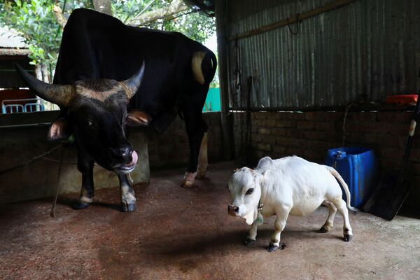 Se cree que el tamaño de Rani probablemente se deba al hecho de que es un producto de la endogamia. Es decir, ella nació del apareamiento de animales estrechamente relacionados genéticamente. - Sputnik Mundo