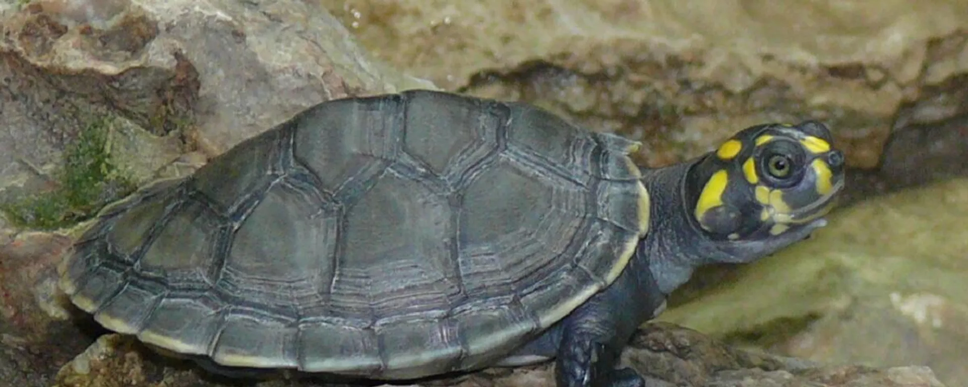 Una tortuga taricaya Una tortuga taricaya - Sputnik Mundo, 1920, 16.07.2021