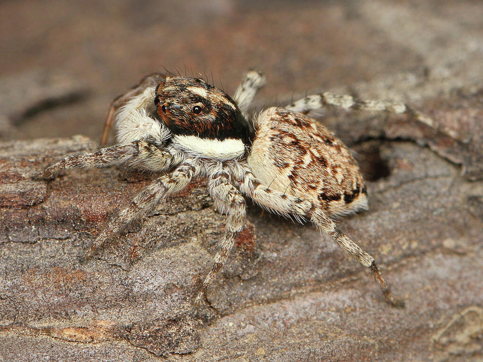 Una araña 'Menemerus semilimbatus' - Sputnik Mundo, 1920, 16.07.2021