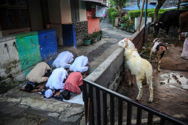 El Día del Sacrificio se sacrifica un animal y su carne se distribuye a los necesitados, a los familiares, vecinos y amigos que visitan o a los invitados que reciben. En este hay que realizar todas las buenas acciones posibles.En la foto: Celebración del Eid al Adha en Bandung, Indonesia. - Sputnik Mundo