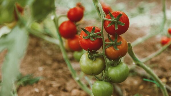 Tomates - Sputnik Mundo