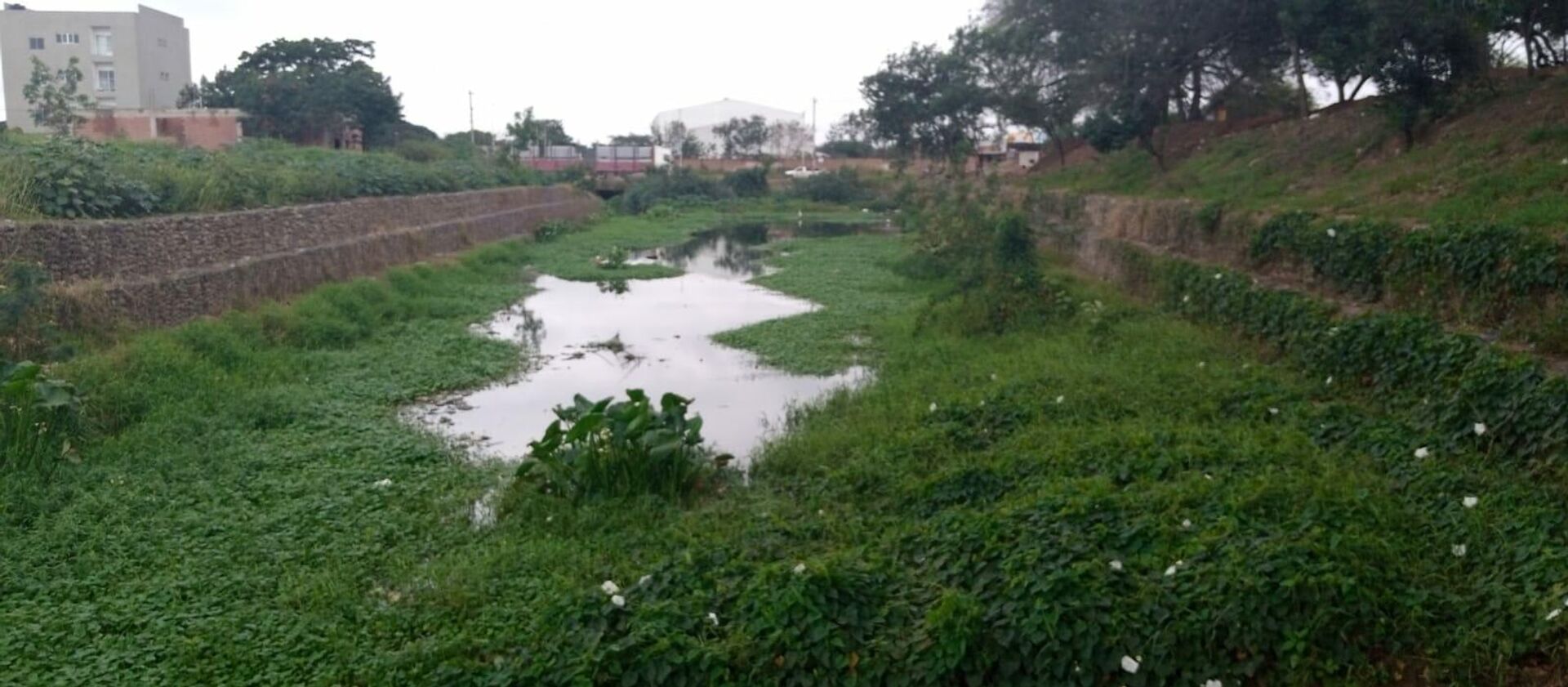 La zona de la laguna Palma Verde, donde habitan caimanes yacaré - Sputnik Mundo, 1920, 21.07.2021
