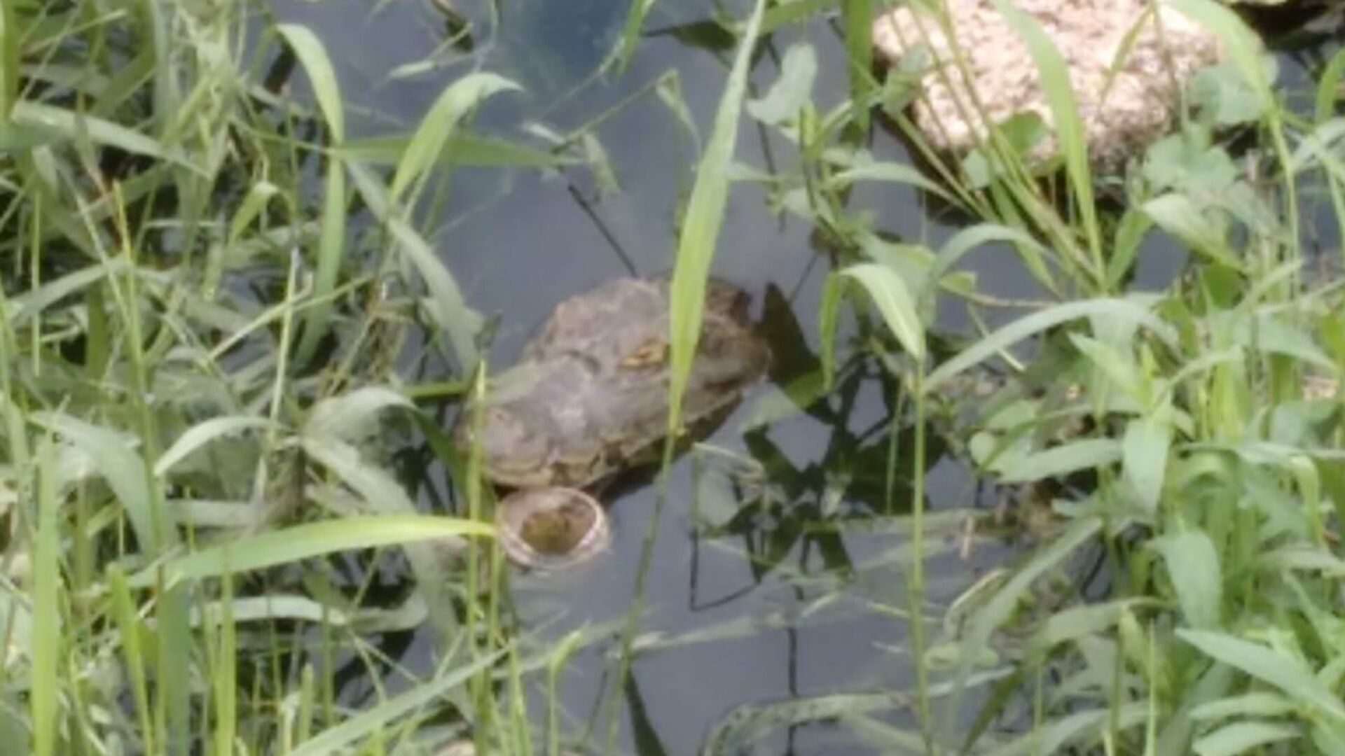Un caimán yacaré asomando en la laguna - Sputnik Mundo, 1920, 21.07.2021